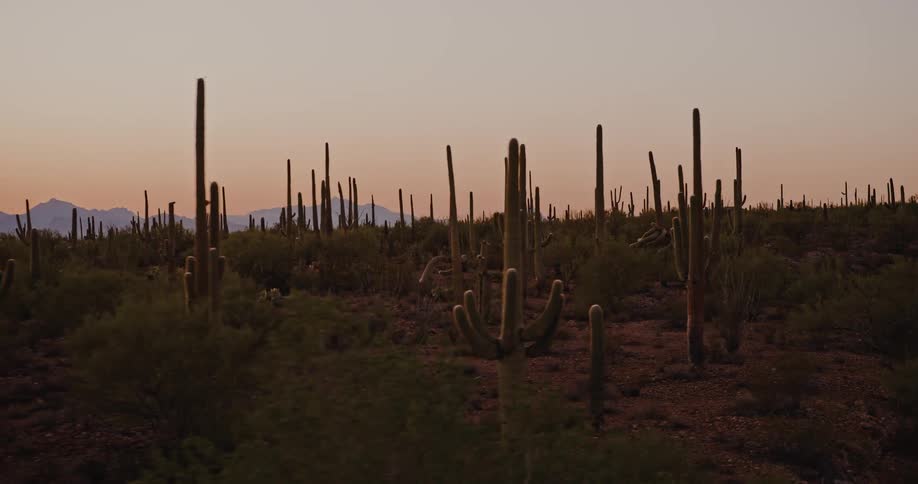 This video clip features a wide shot of a desert landscape dominated by numerous tall columnlike saguaro cacti against a soft muted sky suggesting either sunrise or sunset in the distance a low mountain range is visible beneath the pastel horizon