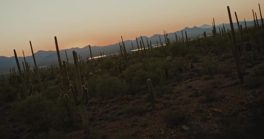 Cactus cover the desert landscape