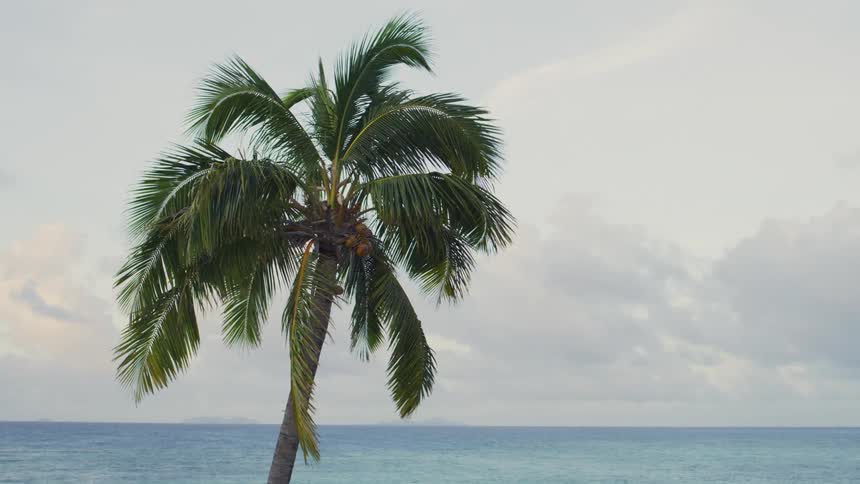 This video captures a tall coconut palm tree standing prominently against a vast expanse of blue ocean the sky above is overcast with soft greyishwhite clouds creating a muted tropical atmosphere