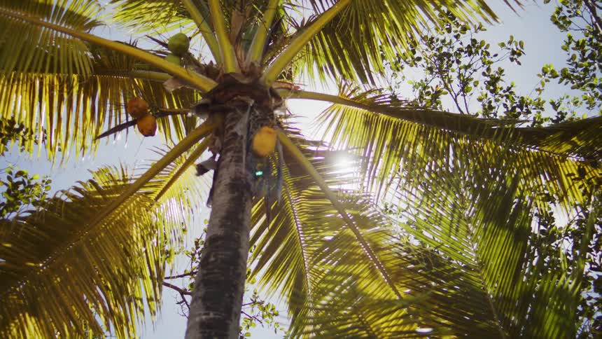 Coconut palm fronds sway under bright sunlight