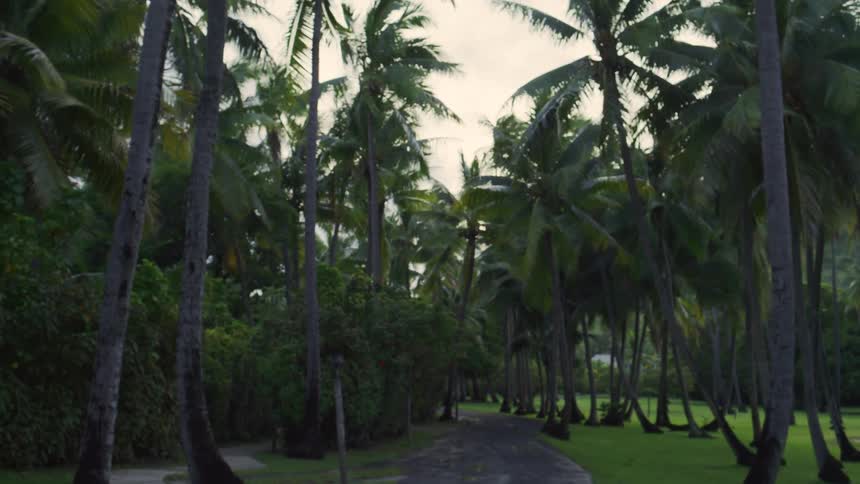 A smooth pov tracking shot moves forward along a winding path surrounded by a dense grove of tall palm trees and lush greenery