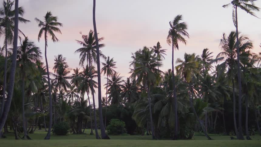 Palm trees in a field move in the breeze