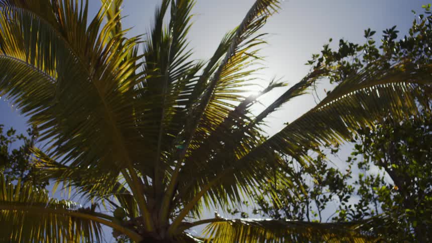 Palm fronds filter bright sunlight beneath blue sky