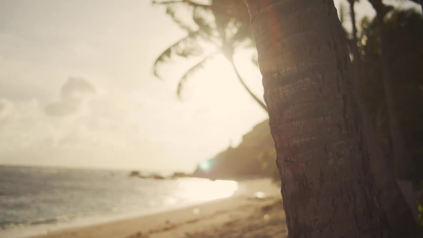 Palm trees line the beach of the tropical island