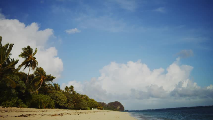 Palm trees and plants overlooking the beach as waves roll into shore
