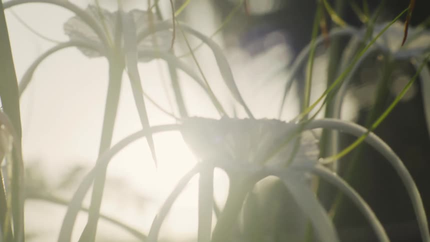 A closeup view shows white spider lilies with long slender petals illuminated by warm golden sunlight