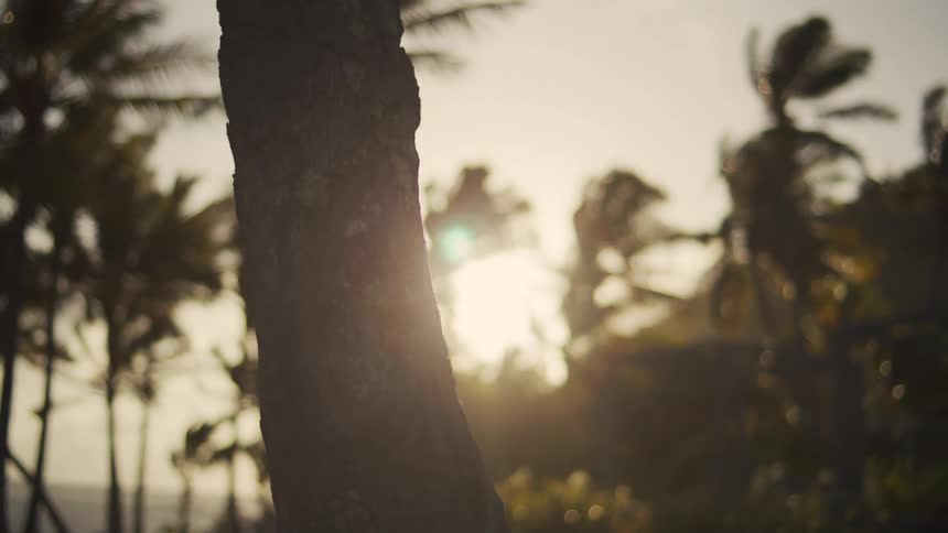 Sun sets behind windblown tropical palm trees