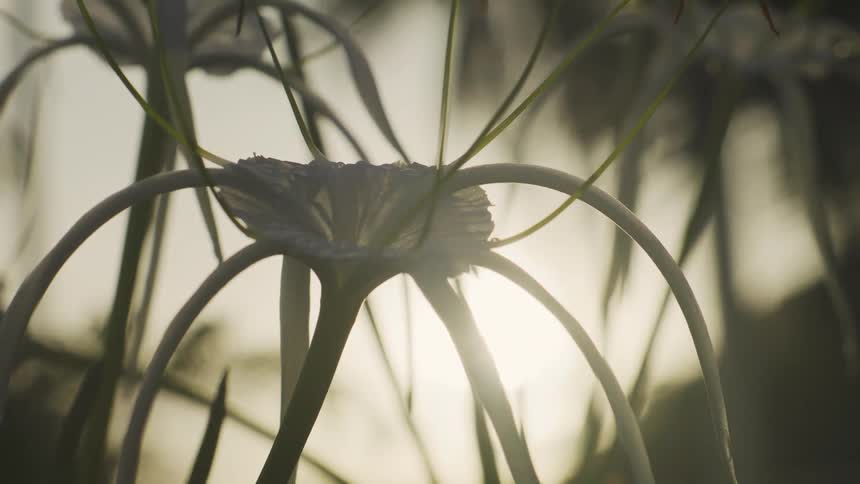 White spider lily petals lit by sunlight against blurred background