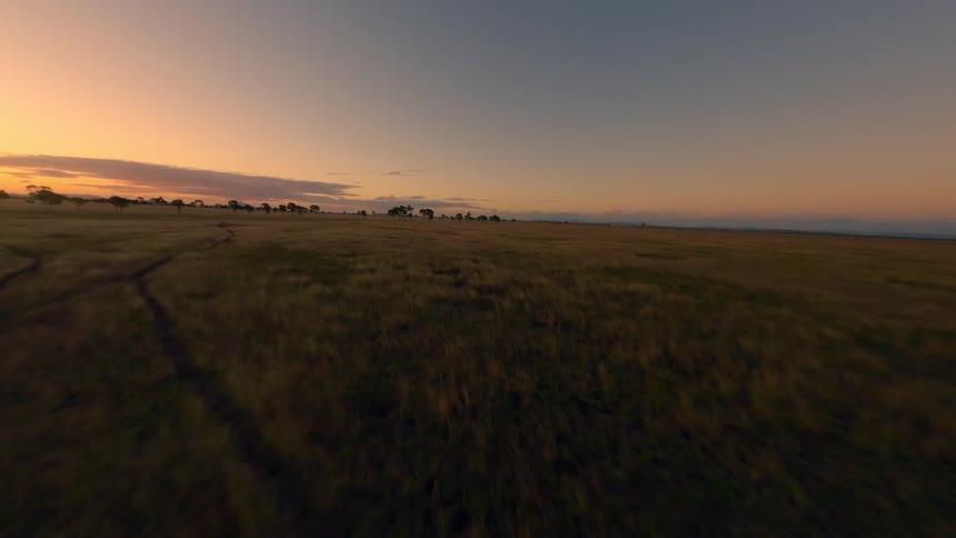 An aerial shot sweeps low over a vast goldenbrown savanna or grassland landscape at either sunrise or sunset the camera glides towards a cluster of tall thin trees silhouetted against the vibrant orange and pink horizon