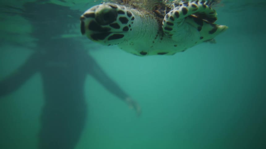 Close up of a sea turtle swimming beside a male sea diver in a sea during daytime