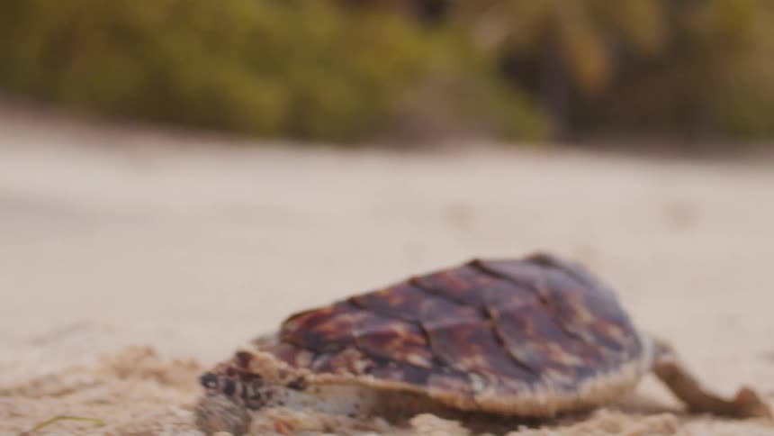 Sea turtle crawls across damp sand with flippers covered in grains along the shore
