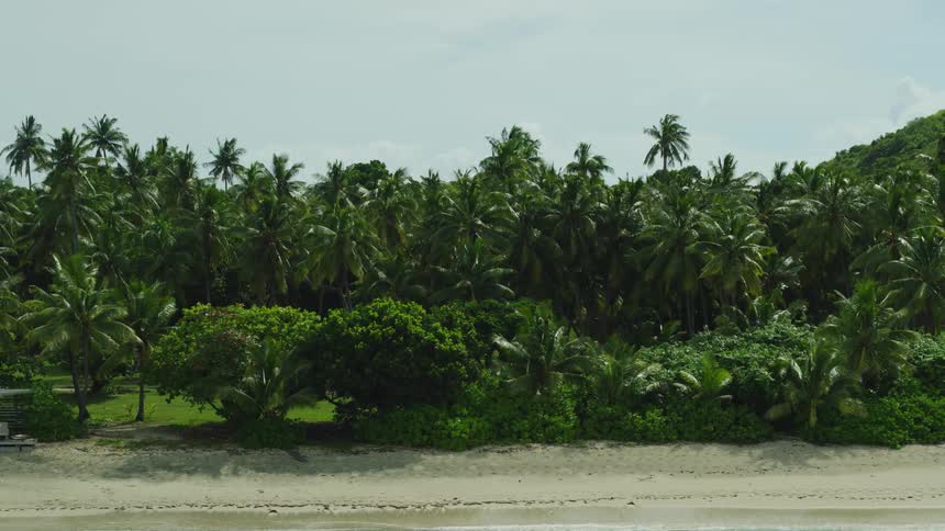 Tropical beach with pale sand is bordered by palm forest under soft cloudy sky