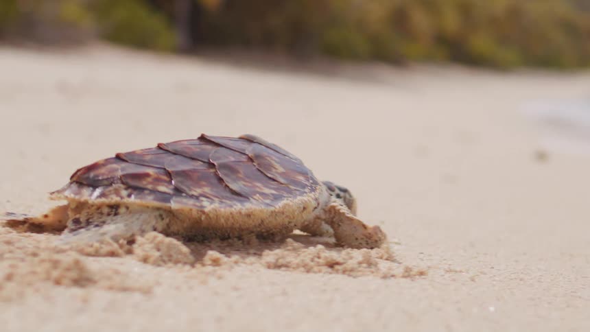 Sea turtle rests on sand with coastal vegetation in the background