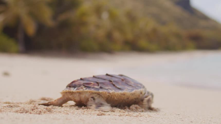 Sea turtle crawls across sand with calm ocean and tropical mountains in the background