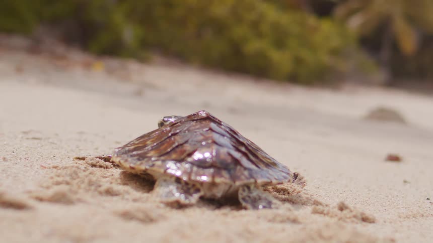Baby sea turtle crawls across sand toward coastal greenery on a delicate and vital journey