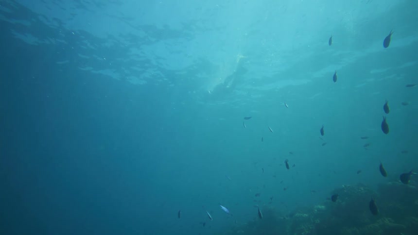 School of fish swims around coral reef in deep blue waters