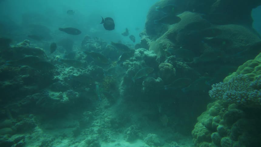 School of fish swims among corals in deep bluegreen waters