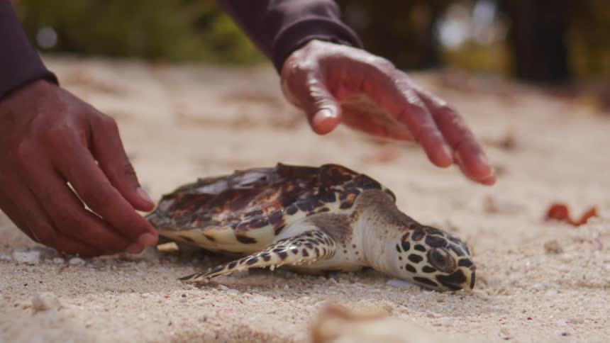 The man places the turtle on the sand