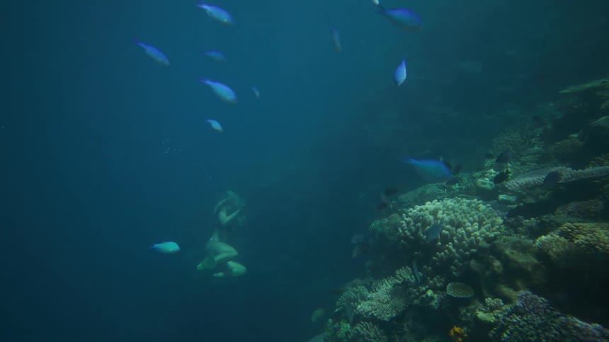 A freediver wearing yellow fins descends along a vibrant coral reef moving gracefully through the deep blue ocean water small groups of colorful tropical fish swim around the diver and the coral formations