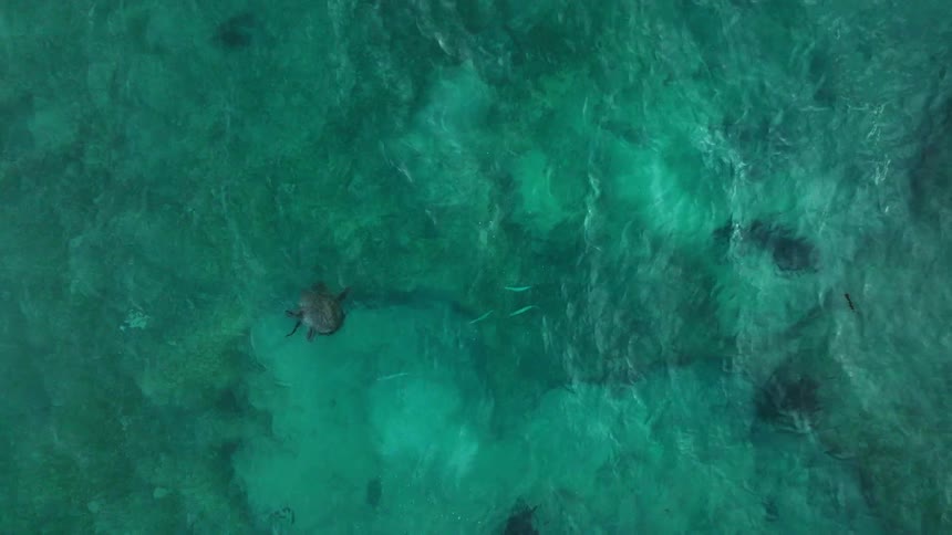 A turtle swims underwater