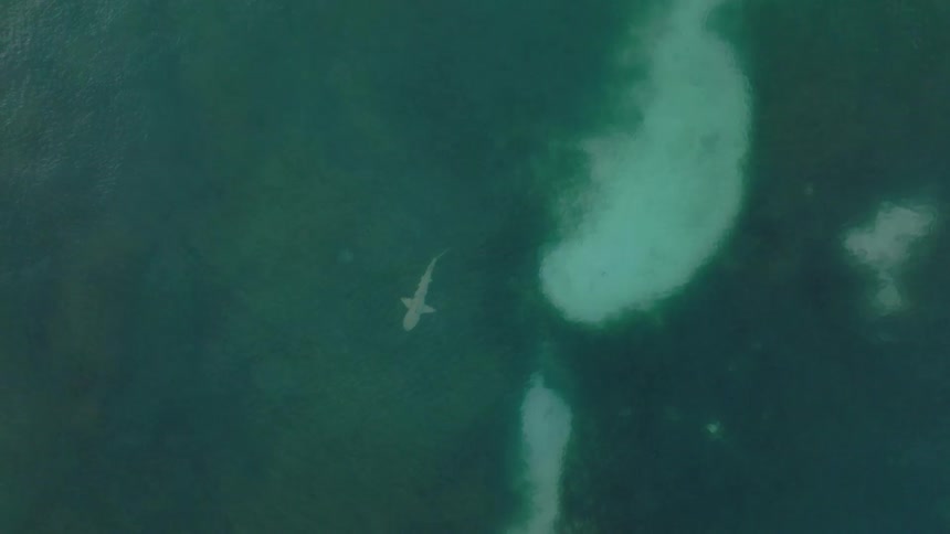 The shark is swimming underneath the water