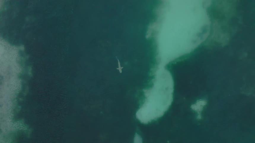 This is an extreme overhead shot likely from a drone showing a large shark swimming just below the surface in deep bluegreen ocean water the contrasting colors highlight the lightcolored sand banks or shallow areas against the darker water making th