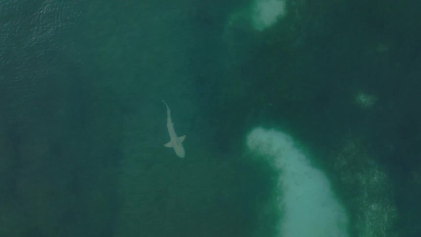 The shark turns while swimming underwater