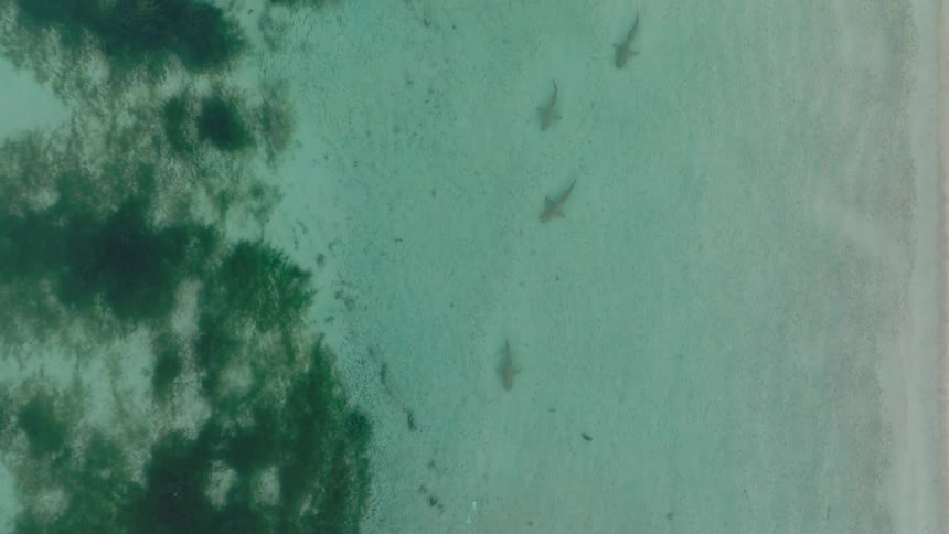 The sharks are swimming together by the shore