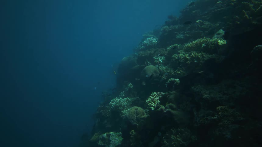 Vibrant coral reef shelters fish among branching and boulder shapes beneath deep blue waters