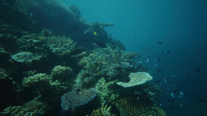 A coral reef lies underwater with colorful fish swimming gracefully around it