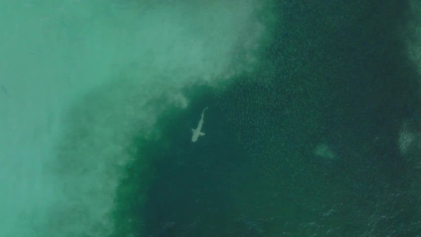 An overhead drone shot initially focuses on a long white boat anchored near the shore in clear turquoise water then the boat drifts out of frame as a shark is seen swimming near the border between the light and dark shallow water
