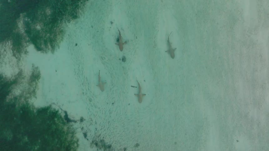 An aerial view shows a small group of sharks swimming over a light sandy bottom interspersed with patches of dark green seagrassfour lightcolored sharks are visible moving slowly and steadily in the clear shallow turquoise water