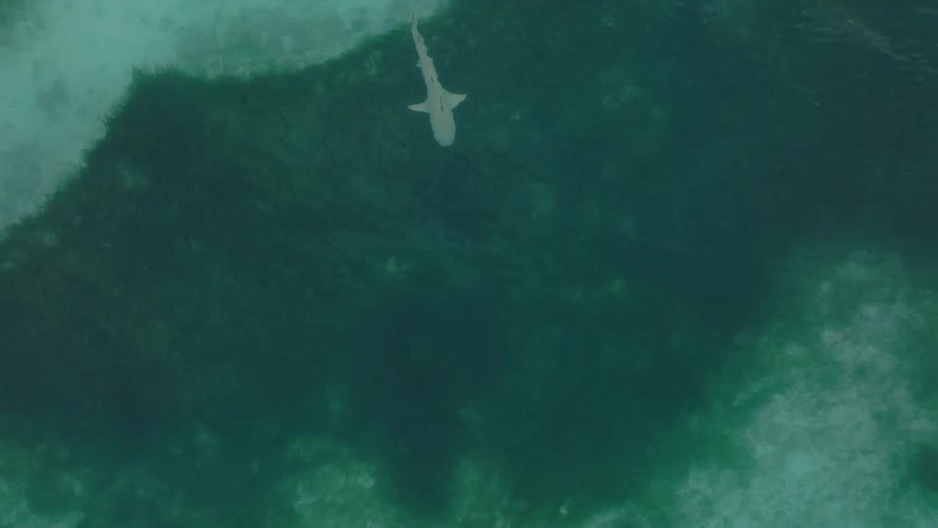 A lone shark swimming through green ocean waters