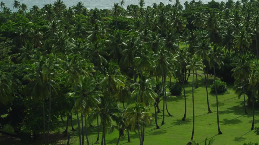 An elevated slightly tilted shot captures a vast expanse of tall palm trees standing on a bright green lawn with the thick tropical forest meeting the sparkling blue ocean visible in the distant background