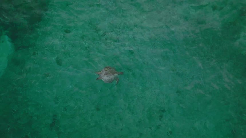 Sea turtle swims in shallow turquoise waters above visible sandy seabed