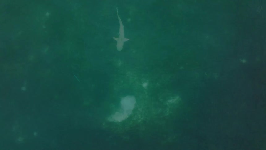 Lightcolored shark swims in dark green waters seen from above