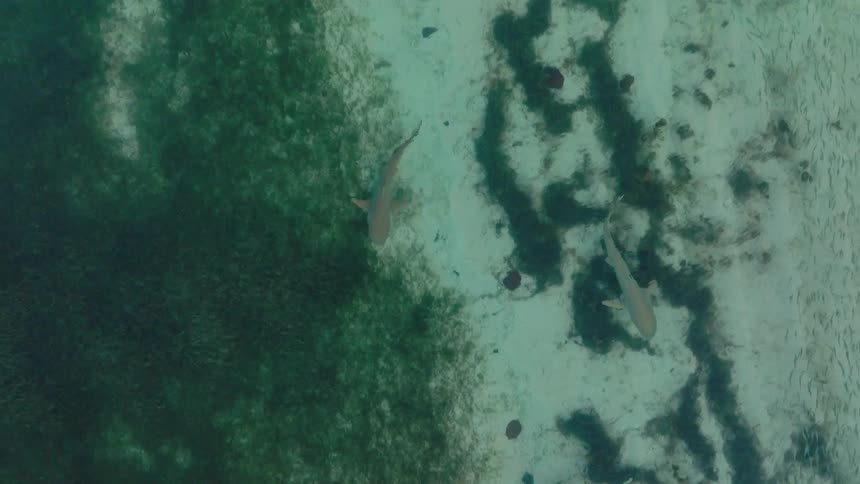 A view of some sharks swimming in the ocean