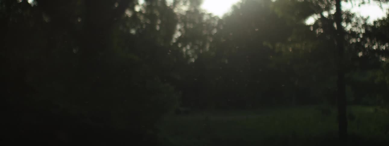 A view of a forest with light shining through the trees