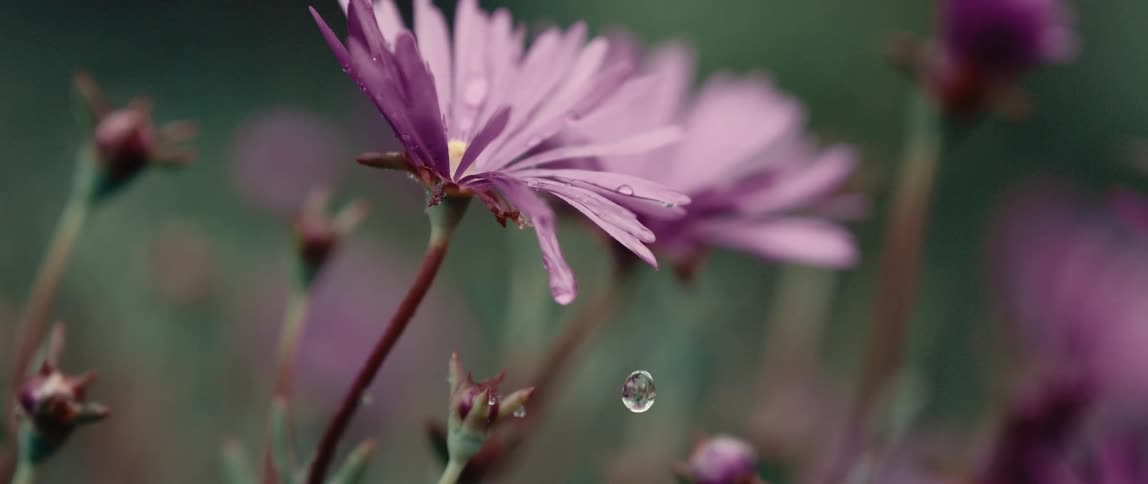 Water droplet falls from the petal of a flower in a field
