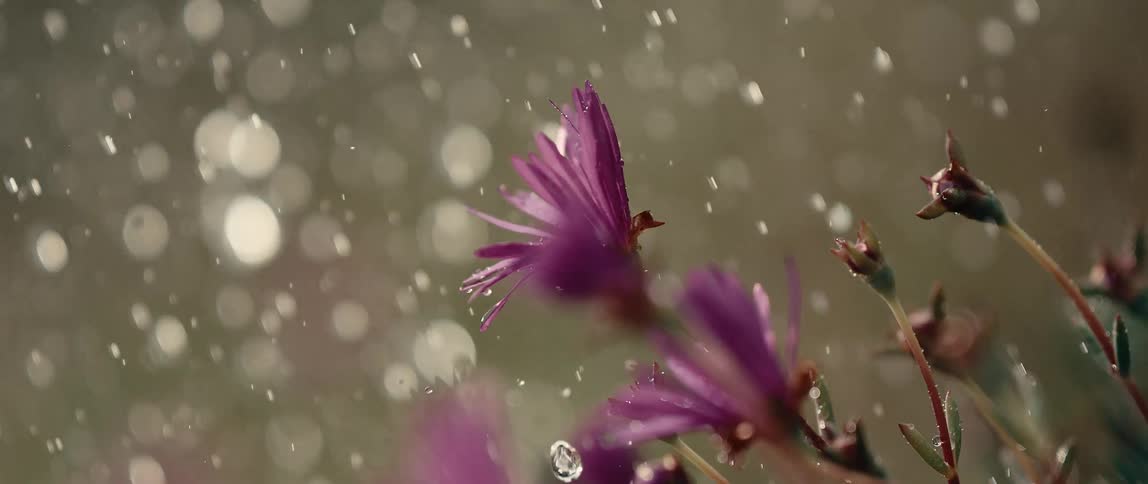 Rain falls on flowers beginning to bloom as droplets move the petals