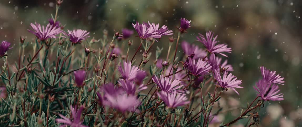 Water droplets fall on flowers blooming in the sun