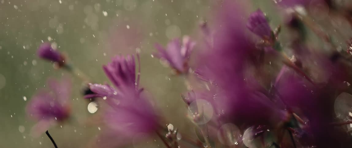 A closeup view focuses on vibrant purple flowers and buds being gently showered by fine droplets of waterthe scene is soft and dreamy with water drops catching the light as they fall and large bokeh circles visible in the blurred background