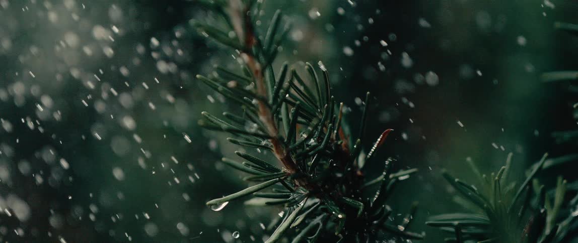 Closeup of water droplets on green leaves