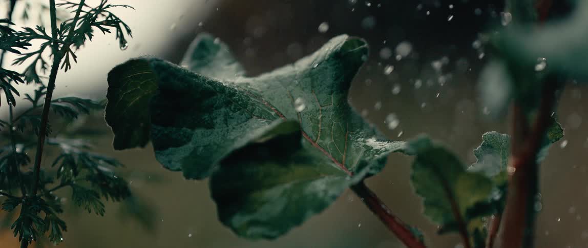 Closeup of water droplets on a large green leaf at sunset
