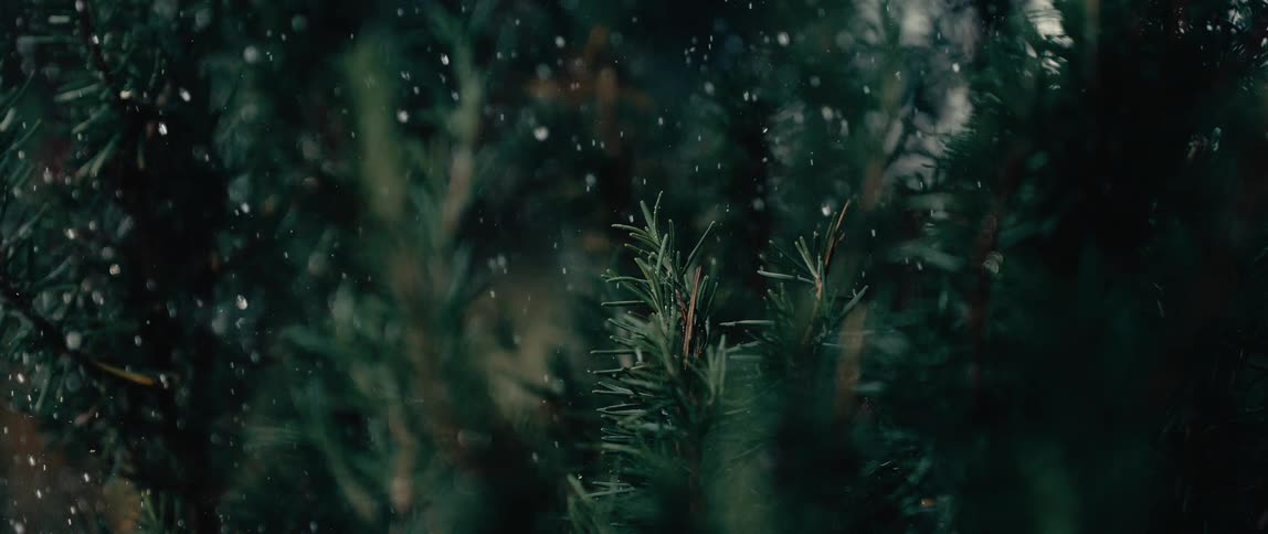 Snow falls on trees in the forest