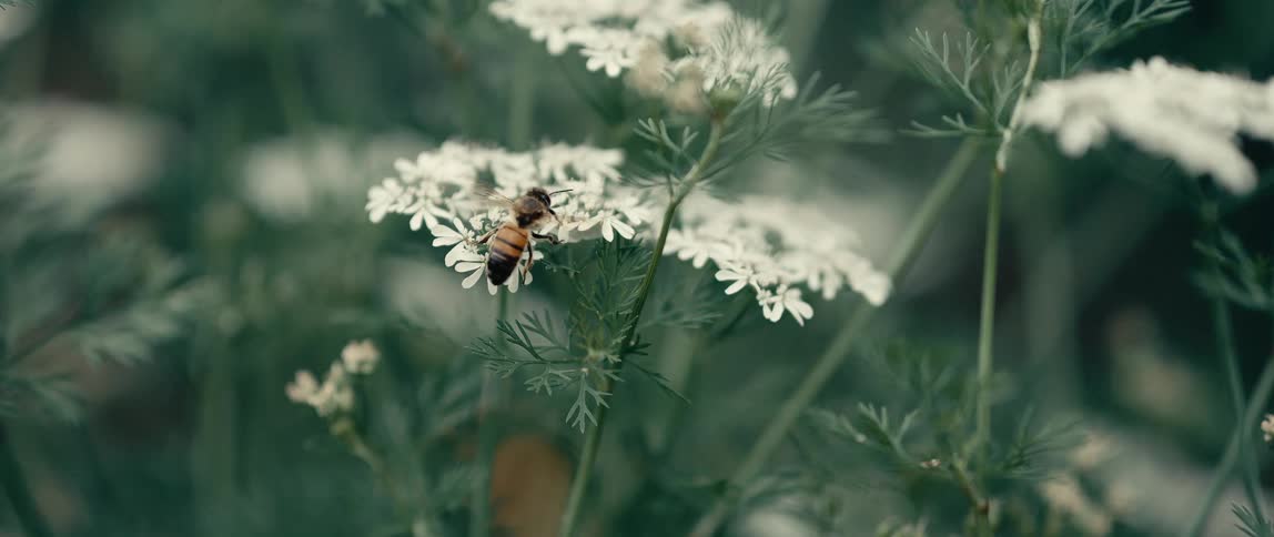 Bee rests on delicate white flowers surrounded by green foliage in natural setting
