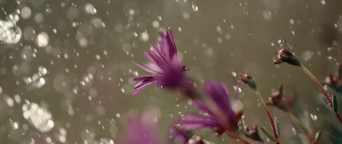 Water is sprayed on the flowers