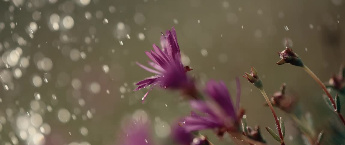 Closeup of water droplets on purple flowers