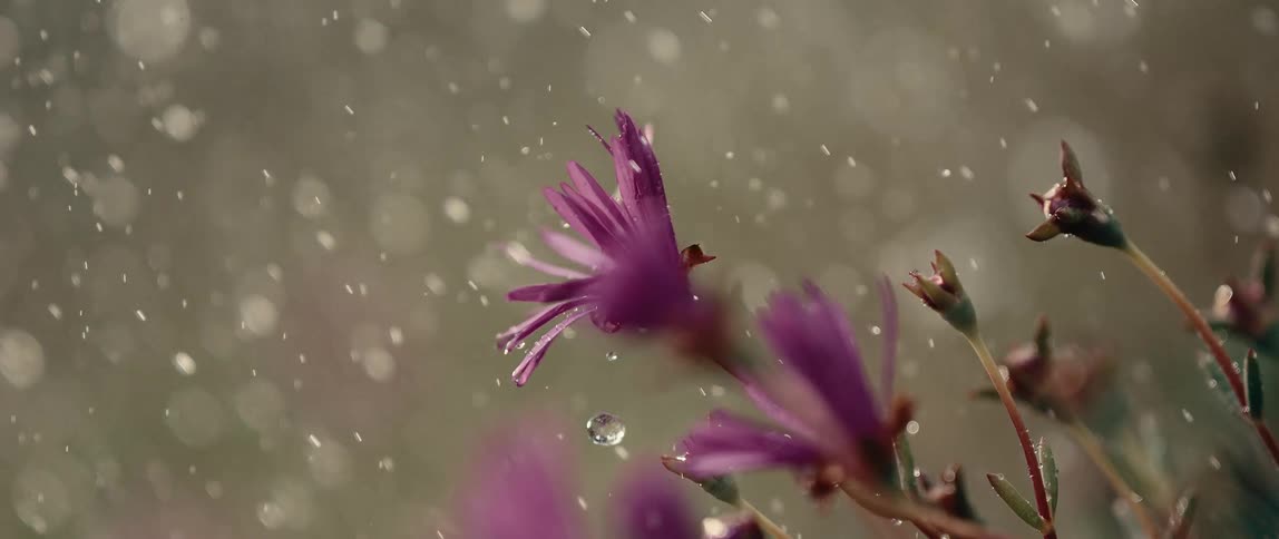 Water droplets on purple flowers