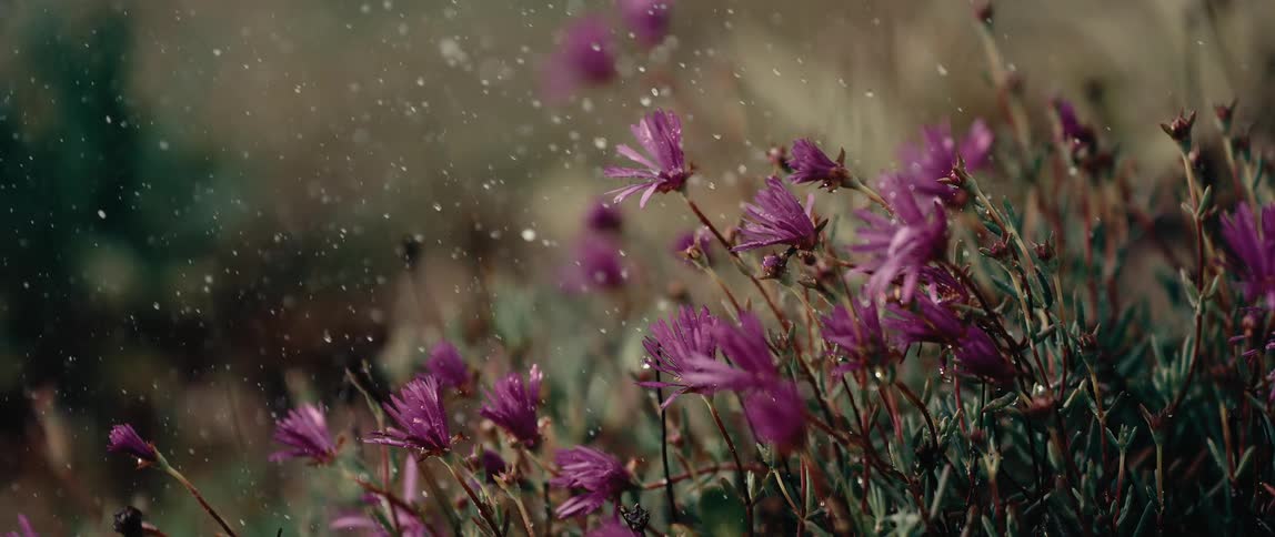 The purple flowers are being watered